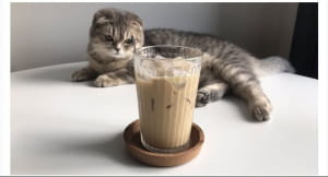 Милі котики