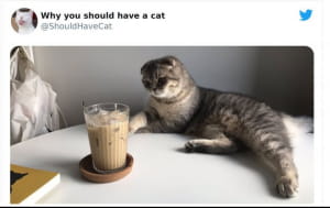 Милі котики