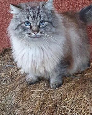 Возьмите себе котика