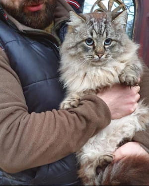 Возьмите себе котика