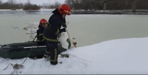 спасение лебедей