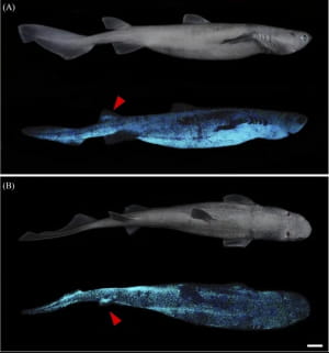 Акули, що світиться у темряві 
