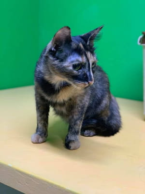 Кішка Маріса