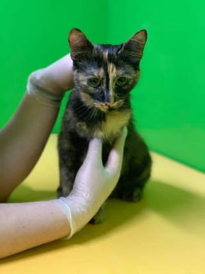 Кішка Маріса