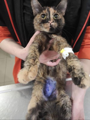 Кішка Маріса