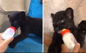 Пантера Луна