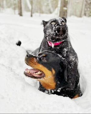 Пантера Луна