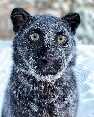 Пантера Луна