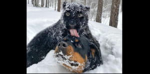 Пантера Луна