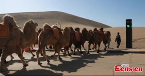 Світлофор для верблюдів