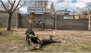 Чорнобиль