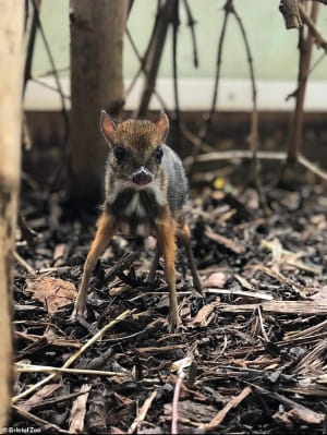 Мишачий олень