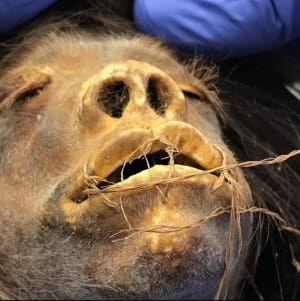 Висушена голова