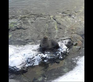 морские котики