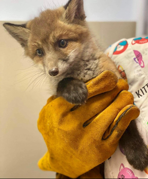 Спасенные лисята 