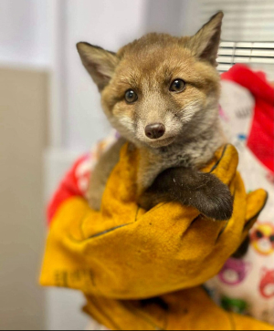 Спасенные лисята 