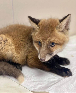 Спасенные лисята 