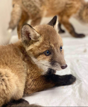 Спасенные лисята 