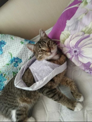 Смешные котики