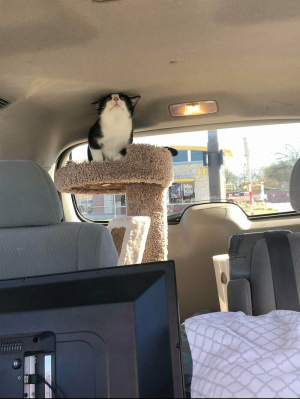 Смешные котики