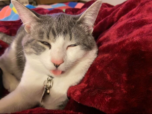 Смешные котики