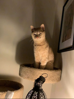 Смешные котики