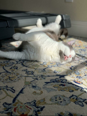 Смешные котики