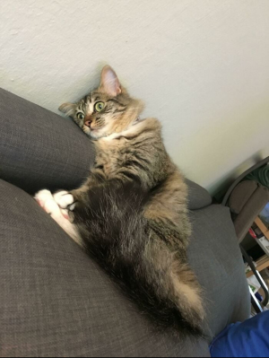 Смешные котики