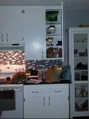 Смешные котики