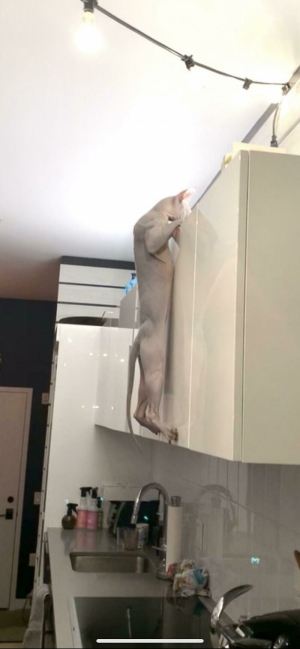 Смешные кошки