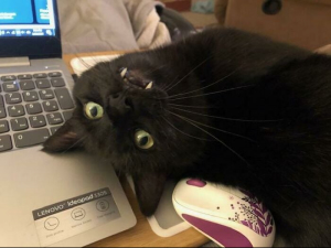 Смешные кошки