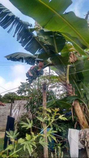 Смешные кошки