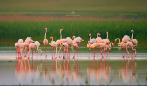 фламінго