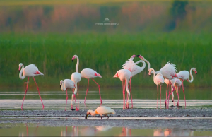 фламінго