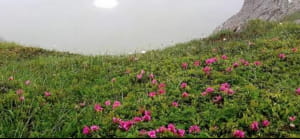 Червона рута