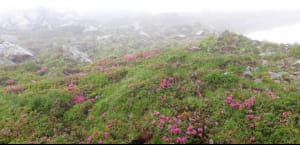 Червона рута