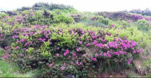 Червона рута