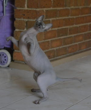 Смішні котики