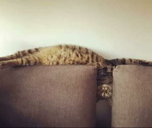 Смішні котики