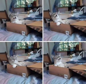 Смішні котики