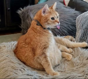 Смішні котики