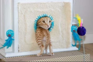 Смішні котики