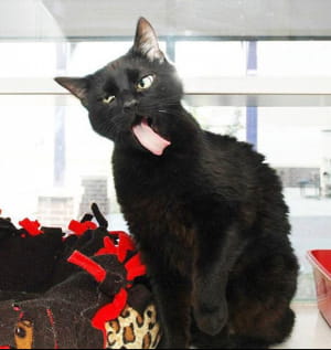 Смішні котики