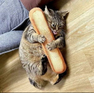 Смішні котики