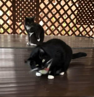 Смішні котики