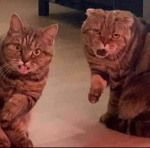 Смішні котики