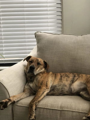 Собака Раджа