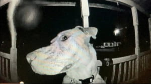 Собака Раджа