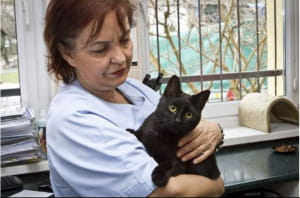 Кот-ветеринар