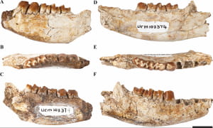 Окаменелые останки Beornus honeyi, Miniconus jeanninae и Conacodon hettingeri